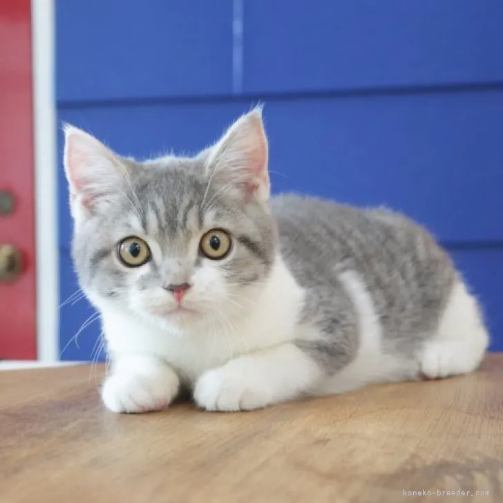 ID：2304-03455の子猫