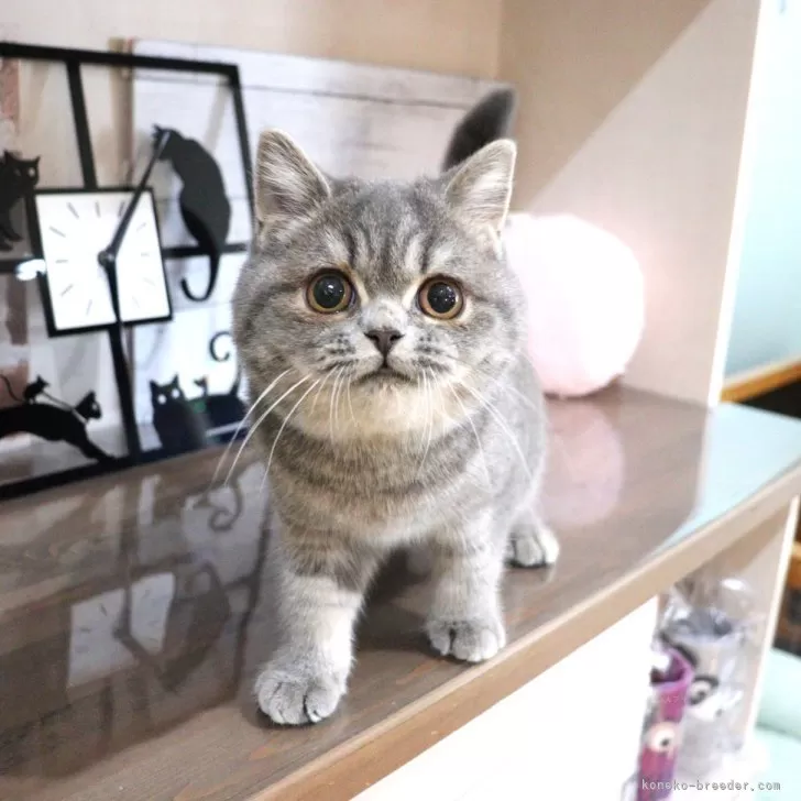 ID：2409-00693の子猫