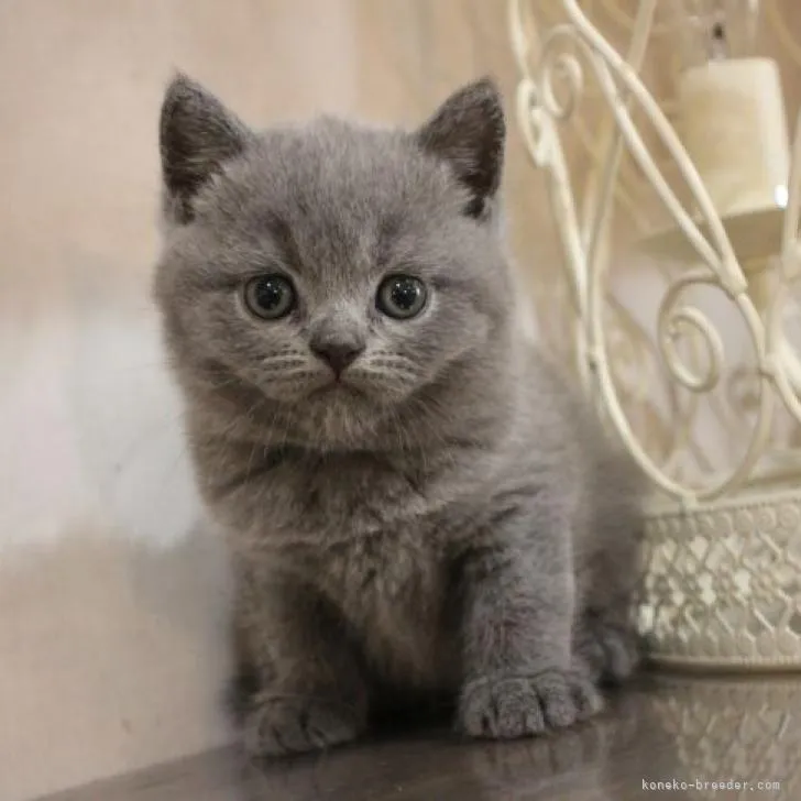 ID：2207-03347の子猫