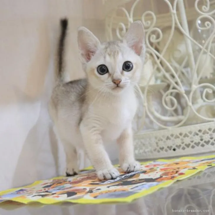 ID：2210-02965の子猫