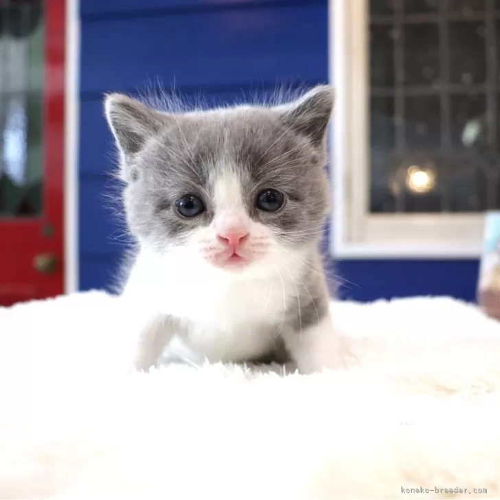 ID：2402-00231の子猫