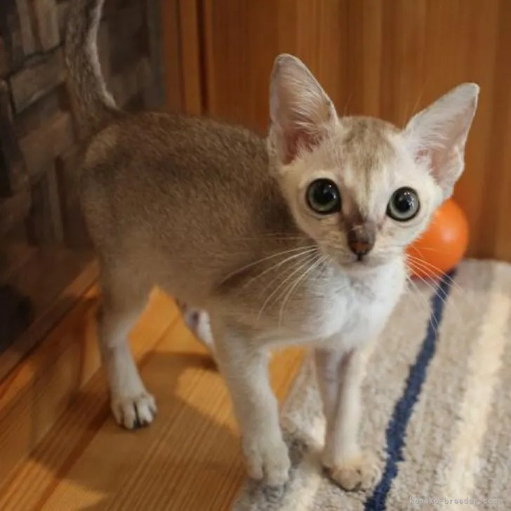 M.Ｉ 様のお迎えした子猫