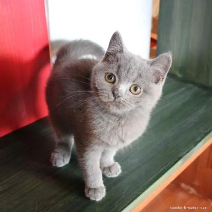 ID：2207-03345の子猫