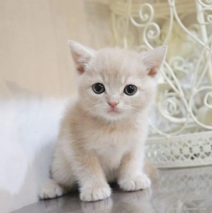 ID：2211-00469の子猫