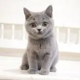 ブリティッシュショートヘア【大阪府・女の子・2022年9月21日・ブルー】の写真1