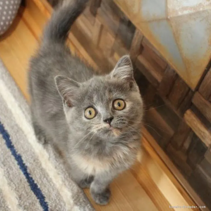 ID：2207-03337の子猫