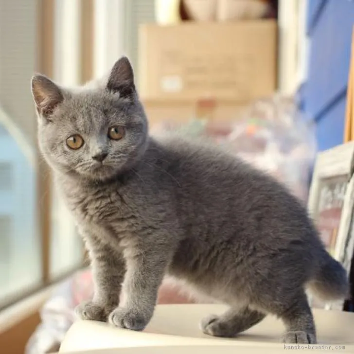 ID:2207-03346の子猫