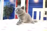 スコティッシュフォールド(立ち耳)【大阪府・男の子・2024年7月22日・ブルー】の写真5