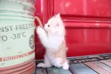 マンチカン(長足)【大阪府・男の子・2025年9月29日・レッドタビー&ホワイト】の写真9