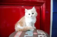 マンチカン(長足)【大阪府・男の子・2025年9月29日・レッドタビー&ホワイト】の写真7