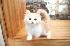 マンチカン(長足)【大阪府・男の子・2025年9月29日・レッドタビー&ホワイト】の写真3