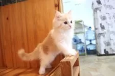 マンチカン(長足)【大阪府・男の子・2025年9月29日・レッドタビー&ホワイト】の写真2