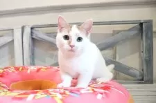 マンチカン(短足)【大阪府・男の子・2025年6月19日・レッドタビー&ホワイト】の写真3