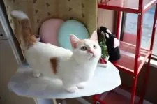 マンチカン(短足)【大阪府・男の子・2025年6月19日・レッドタビー&ホワイト】の写真2