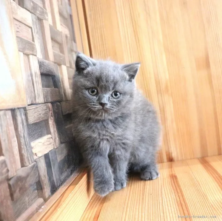 ID：2507-02168の子猫