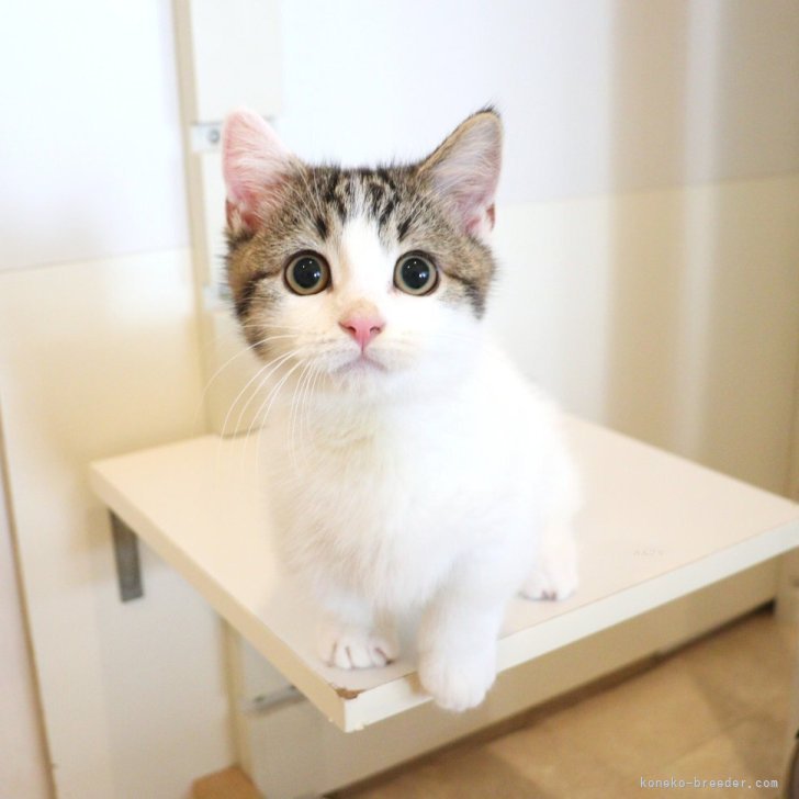 ブリーダー画像