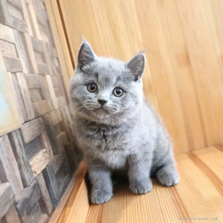 ID：2509-03024の子猫