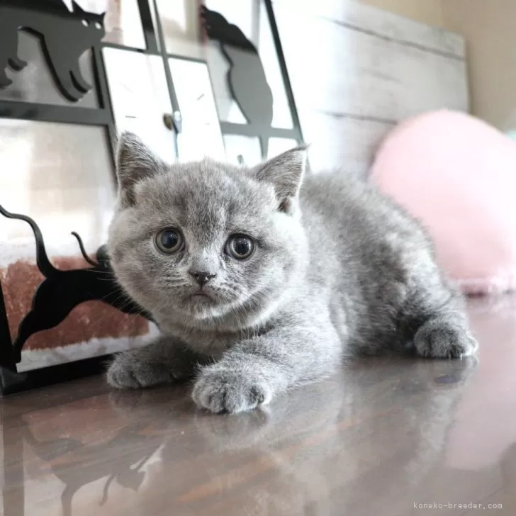 ID:2502-02179の子猫