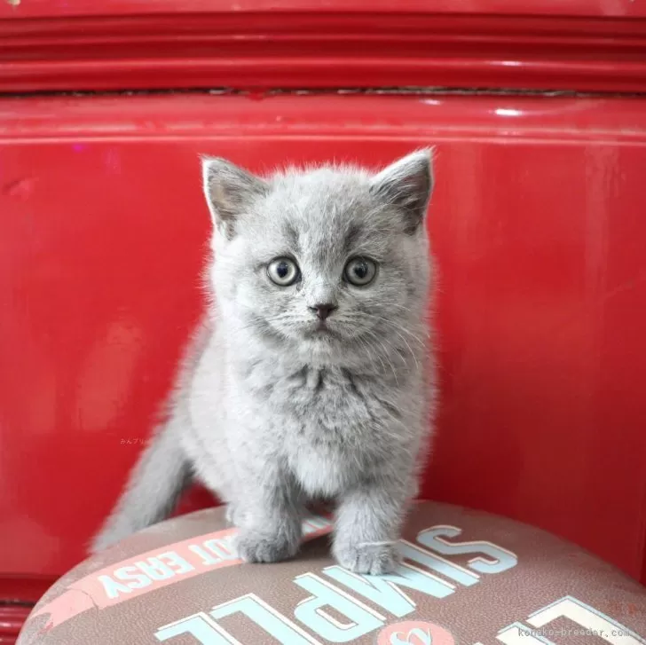 Y.O 様のお迎えした子猫