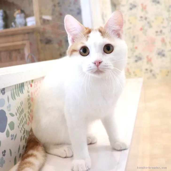 ID：2406-00858の子猫