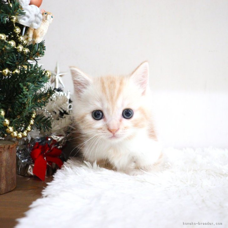 ブリーダー画像