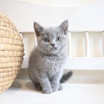 ブリティッシュショートヘア【大阪府・男の子・2025年10月2日・ブルー】の写真「可愛い声で元気いっぱい話しかけてきます♡」