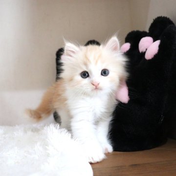 マンチカン(長足)【大阪府・男の子・2025年9月29日・レッドタビー&ホワイト】の写真「長めの毛がふわっふわのかまってちゃんな長足ちゃん♡」