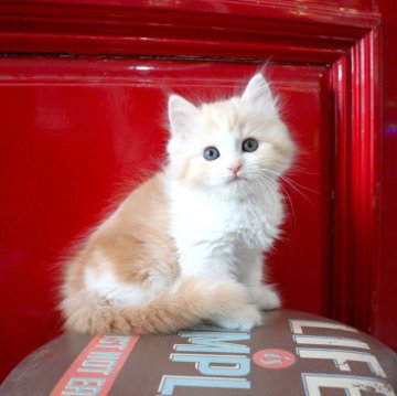 マンチカン(長足)【大阪府・男の子・2025年9月29日・レッドタビー&ホワイト】の写真「長めの毛がふわっふわのかまってちゃんな長足ちゃん♡」