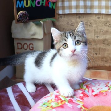 マンチカン(短足)【大阪府・男の子・2025年8月7日・ブラウンタビー&ホワイト】の写真「とってもおしゃれな毛色のあまえんぼな短足ちゃん♡」