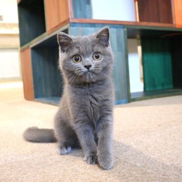 スコティッシュフォールド(立ち耳)【大阪府・男の子・2025年6月11日・ブルー】の写真「ゆっくりマイペースな癒やし系の立ち耳ちゃん♡」