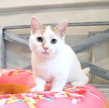 マンチカン(短足)【大阪府・男の子・2025年6月19日・レッドタビー&ホワイト】の写真「つぶらな瞳で見つめてくるあまえんぼな短足ちゃん♡」