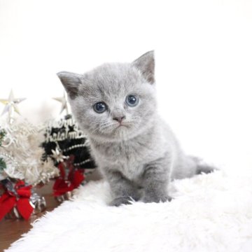 ブリティッシュショートヘア【大阪府・女の子・2025年10月2日・ブルー】の写真「のんびりマイペースな癒やし系♡」