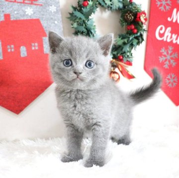 ブリティッシュショートヘア【大阪府・男の子・2025年10月2日・ブルー】の写真「すぐにくっついてくるあまえんぼちゃん♡」