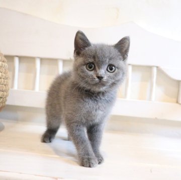 ブリティッシュショートヘア【大阪府・男の子・2025年10月2日・ブルー】の写真「すぐにくっついてくるあまえんぼちゃん♡」