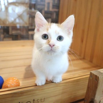マンチカン(短足)【大阪府・男の子・2025年6月19日・レッドタビー&ホワイト】の写真「つぶらな瞳で見つめてくるあまえんぼな短足ちゃん♡」