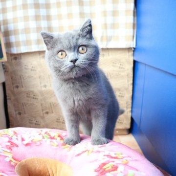 スコティッシュフォールド(立ち耳)【大阪府・男の子・2025年6月11日・ブルー】の写真「ゆっくりマイペースな癒やし系の立ち耳ちゃん♡」