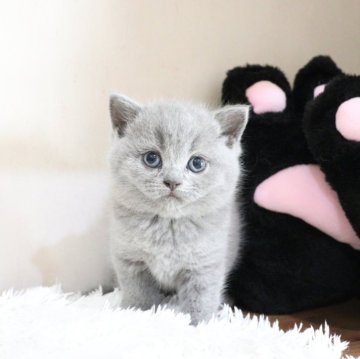 ブリティッシュショートヘア【大阪府・女の子・2025年10月2日・ブルー】の写真「まんまるな兄妹1のもふもふちゃん♡」