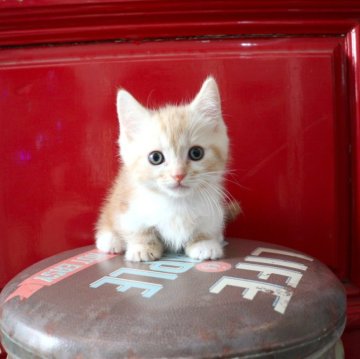 マンチカン(短足)【大阪府・男の子・2025年9月29日・レッドタビー】の写真「短いおててと上目遣いで可愛く寄ってくる短足ちゃん♡」