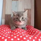 スコティッシュフォールド(立ち耳)