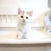 マンチカン(短足)