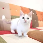 マンチカン(短足)