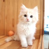 マンチカン(長足)