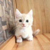 マンチカン(短足)