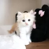 マンチカン(長足)