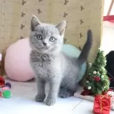 ブリティッシュショートヘア