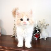 マンチカン(長足)