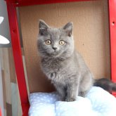 スコティッシュフォールド(立ち耳)