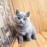 ブリティッシュショートヘア