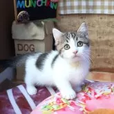 マンチカン(短足)