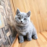 ブリティッシュショートヘア